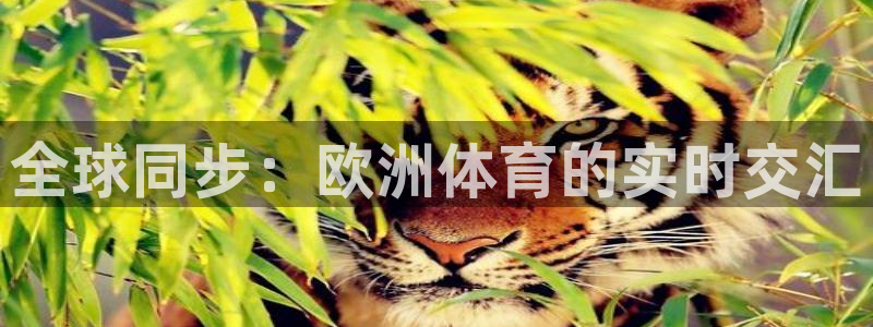 全球同步：欧洲体育的实时交汇